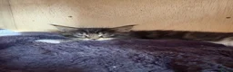 Maine Coon cats for sale: Mainecoon Kittens  - Advert 14