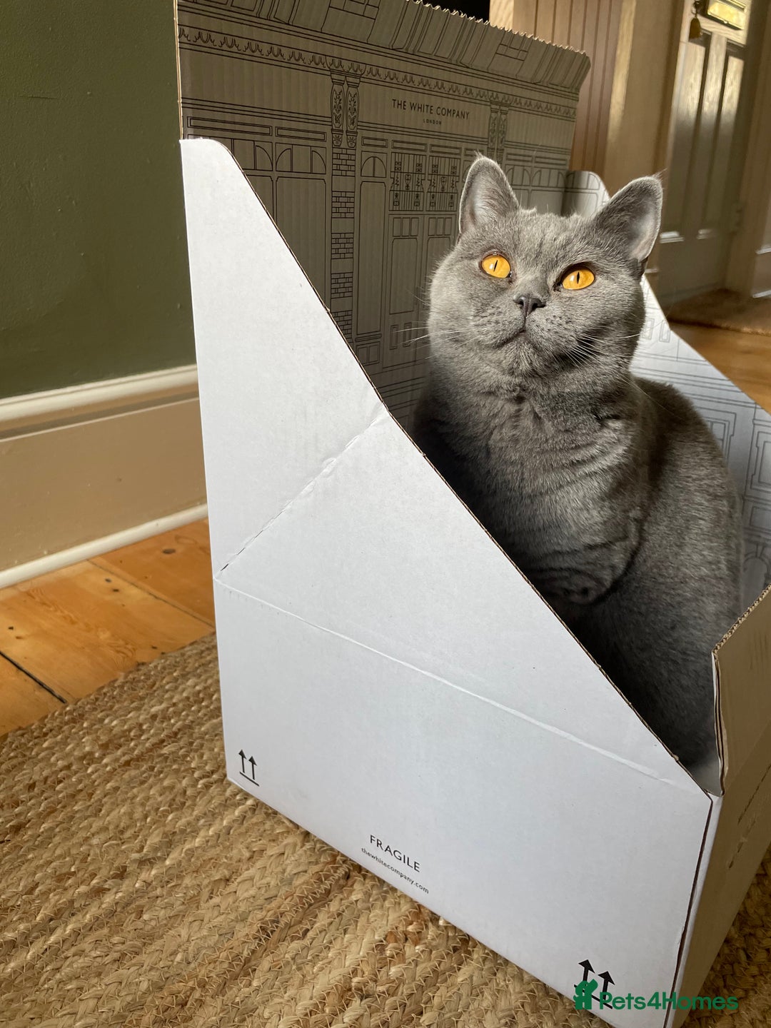 British Shorthair cats for sale: Beautiful & Friendly British Shorthair Girl - Advert 7