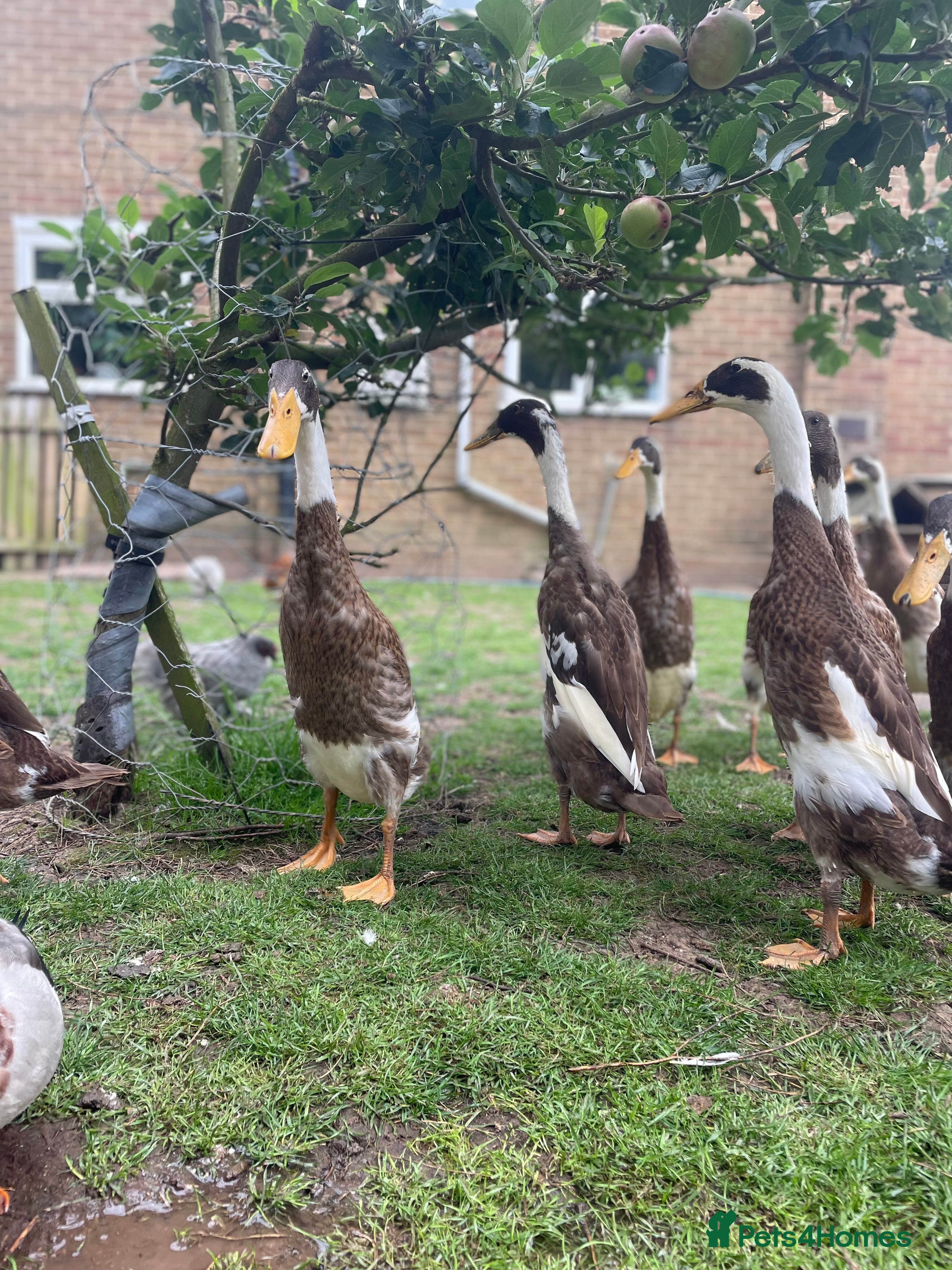 Ducks poultry Fawn and white runner drakes and eggs  - Advert 1