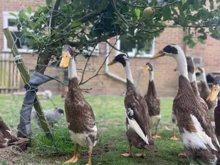 Ducks poultry Fawn and white runner drakes and eggs - Advert 1