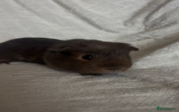 Guinea Pig rodents for sale: Californian x Swiss female guinea pig  - Image 7