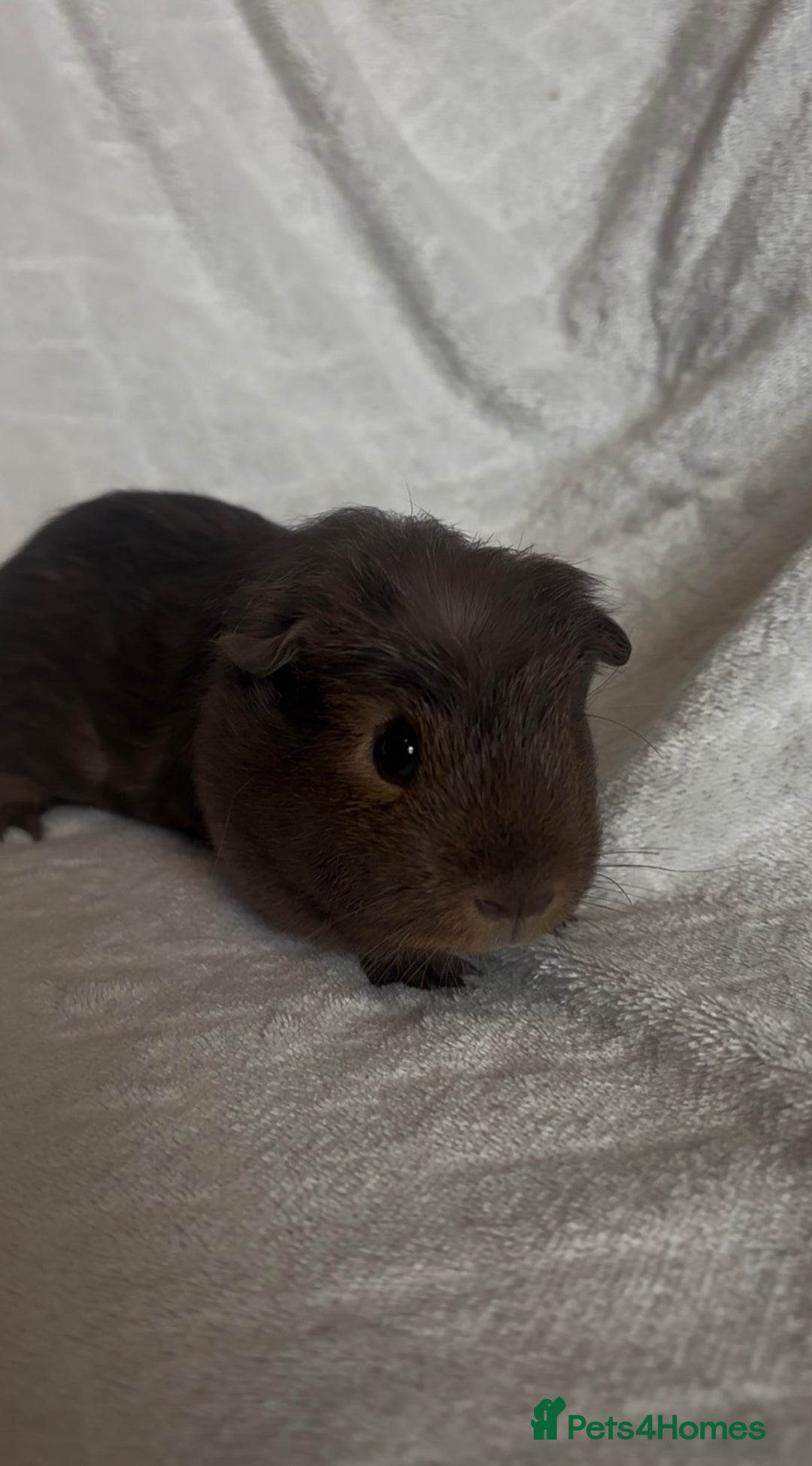 Guinea Pig rodents for sale: Californian x Swiss female guinea pig  - Image 7