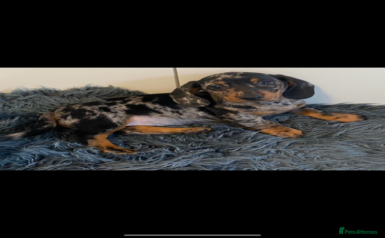 Miniature Dachshund dogs - Advert 12
