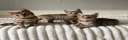 Bengal cats for sale: 🐆 Adorable pedigree Bengal kittens 🐆 - Advert 6