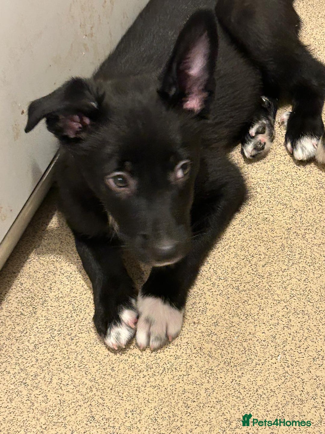 Border Collie dogs for sale: Gorgeous border collie puppies - Advert 6