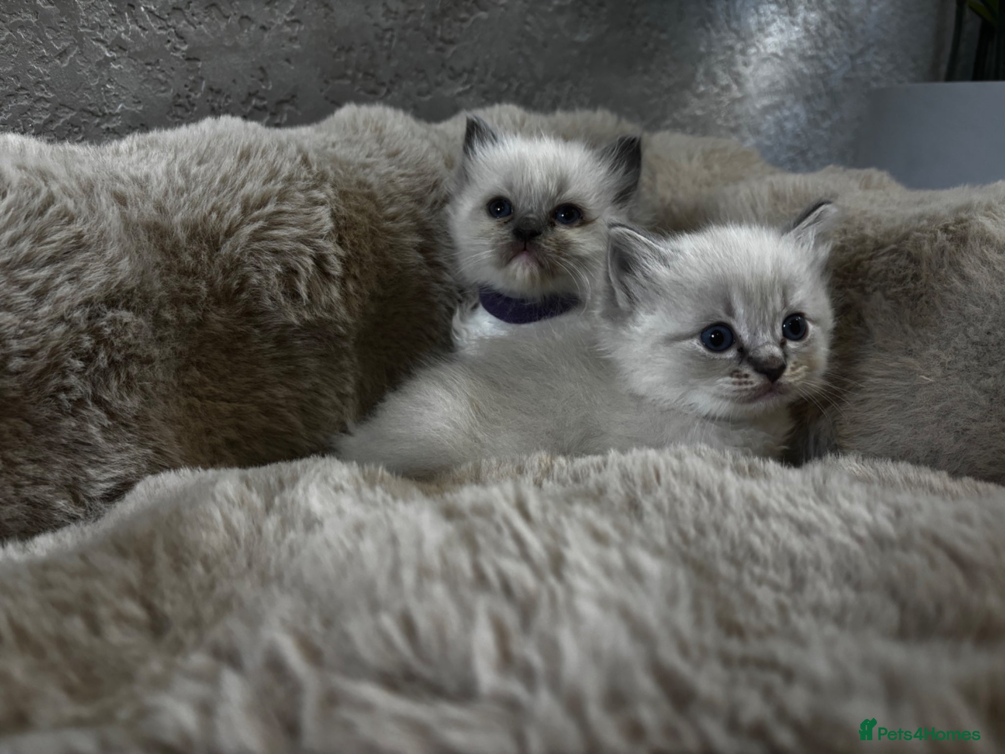 Ragdoll cats Gorgeous full ragdoll kittens  - Advert 3