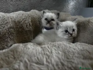 Ragdoll cats Gorgeous full ragdoll kittens - Advert 3