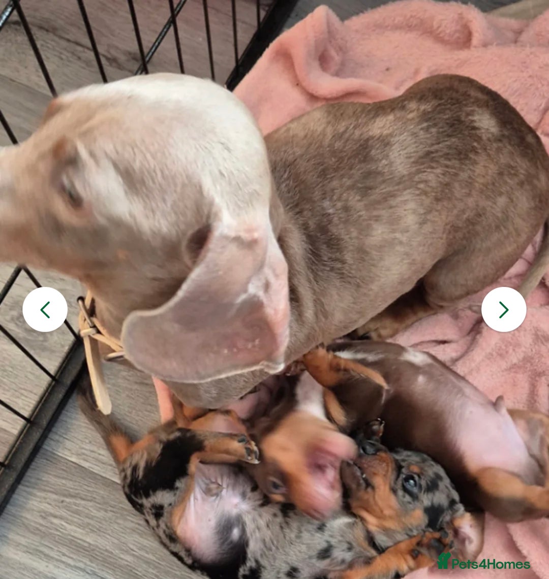 Miniature Dachshund dogs for sale: Last boy ready to leave  - Image 6