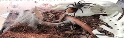 Tarantulas invertebrates for sale: 4x female adult large tarantulas  - Advert 5