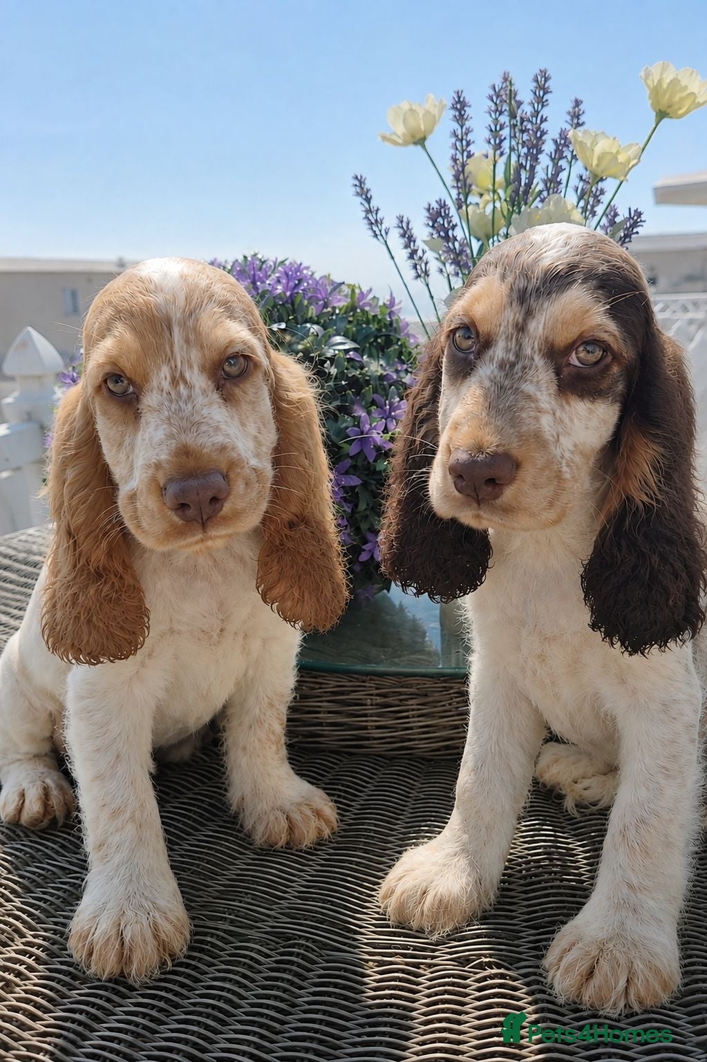 Cocker Spaniel dogs Exceptional True Show winning Champion Cockers. - Advert 2