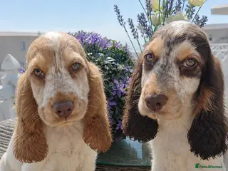 Cocker Spaniel dogs Exceptional True Show winning Champion Cockers. - Advert 5