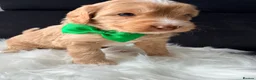 Mixed Breed dogs for sale: Stunning Australian Labradoodle Puppies  - Advert 39