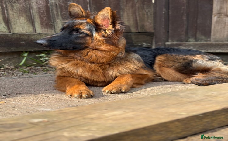 German Shepherd dogs in Luton - Advert 7