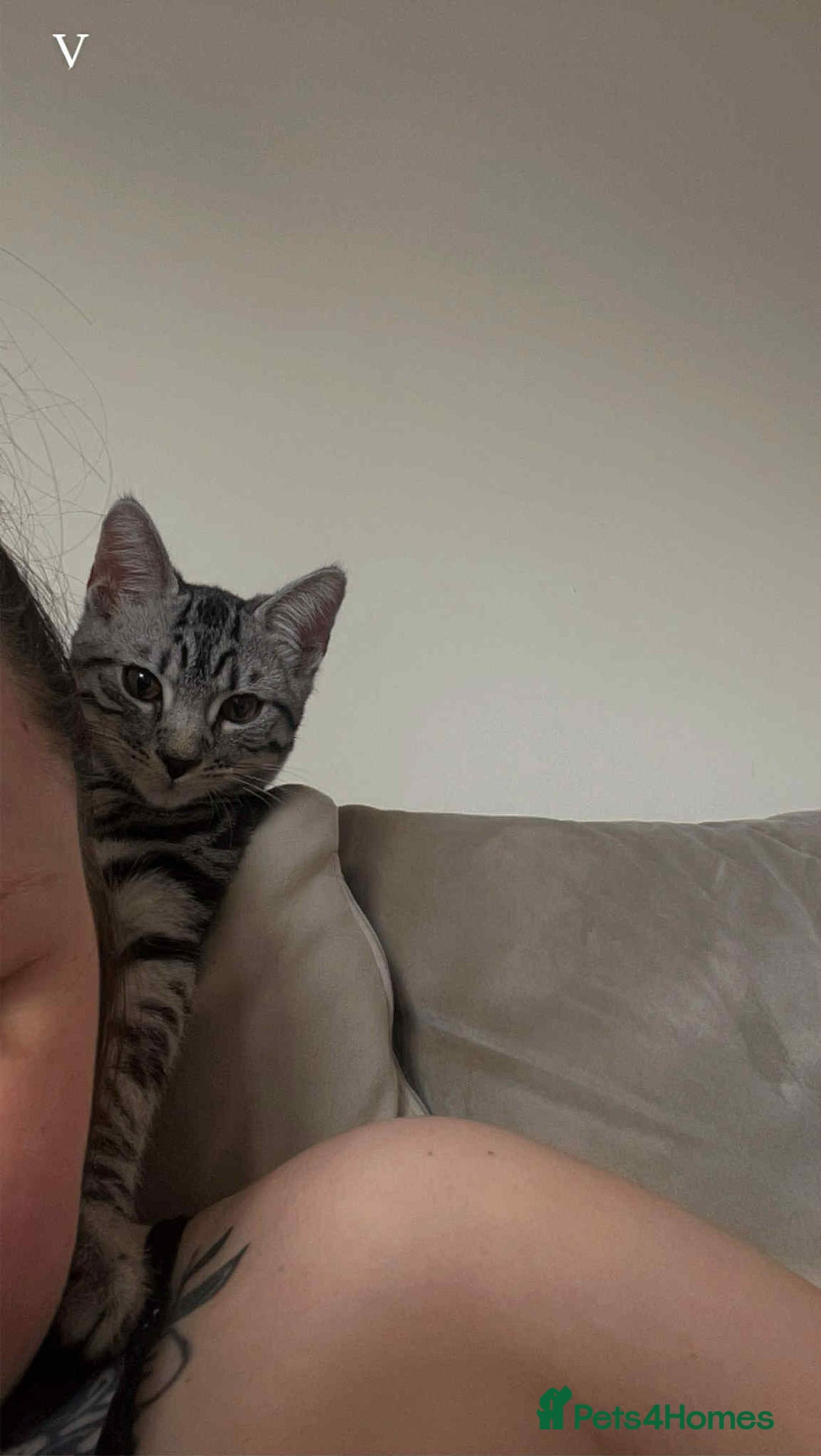 Bengal cats for sale: Two beautiful BSH/Bengal mix cats for sale  - Image 3