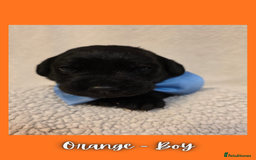 Goldador dogs for sale: Goldador puppies - Image 14