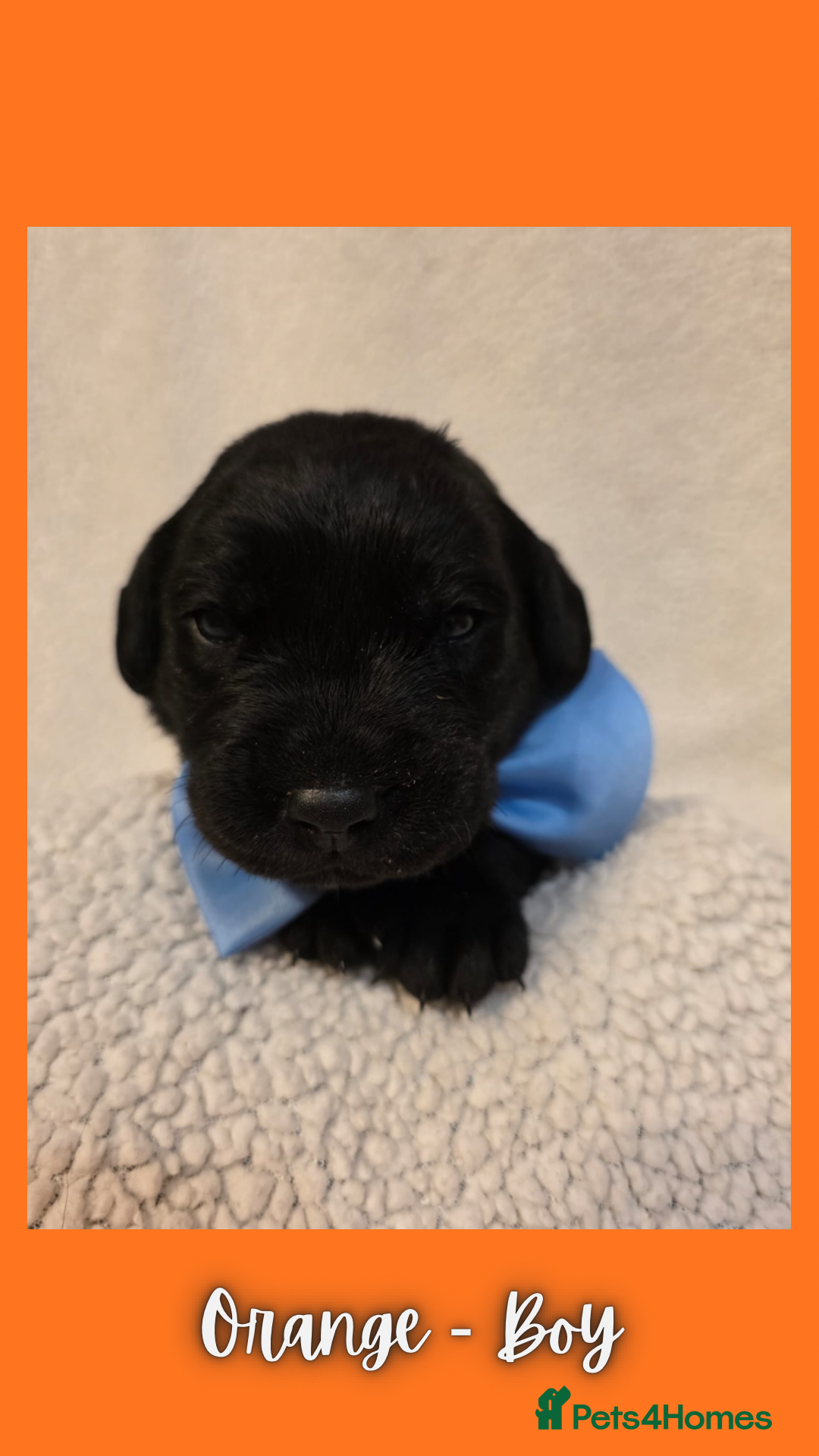 Goldador dogs for sale: Goldador puppies - Image 14