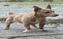 Jack Russell dogs for sale: Jack Russell puppies miniature - Advert 4