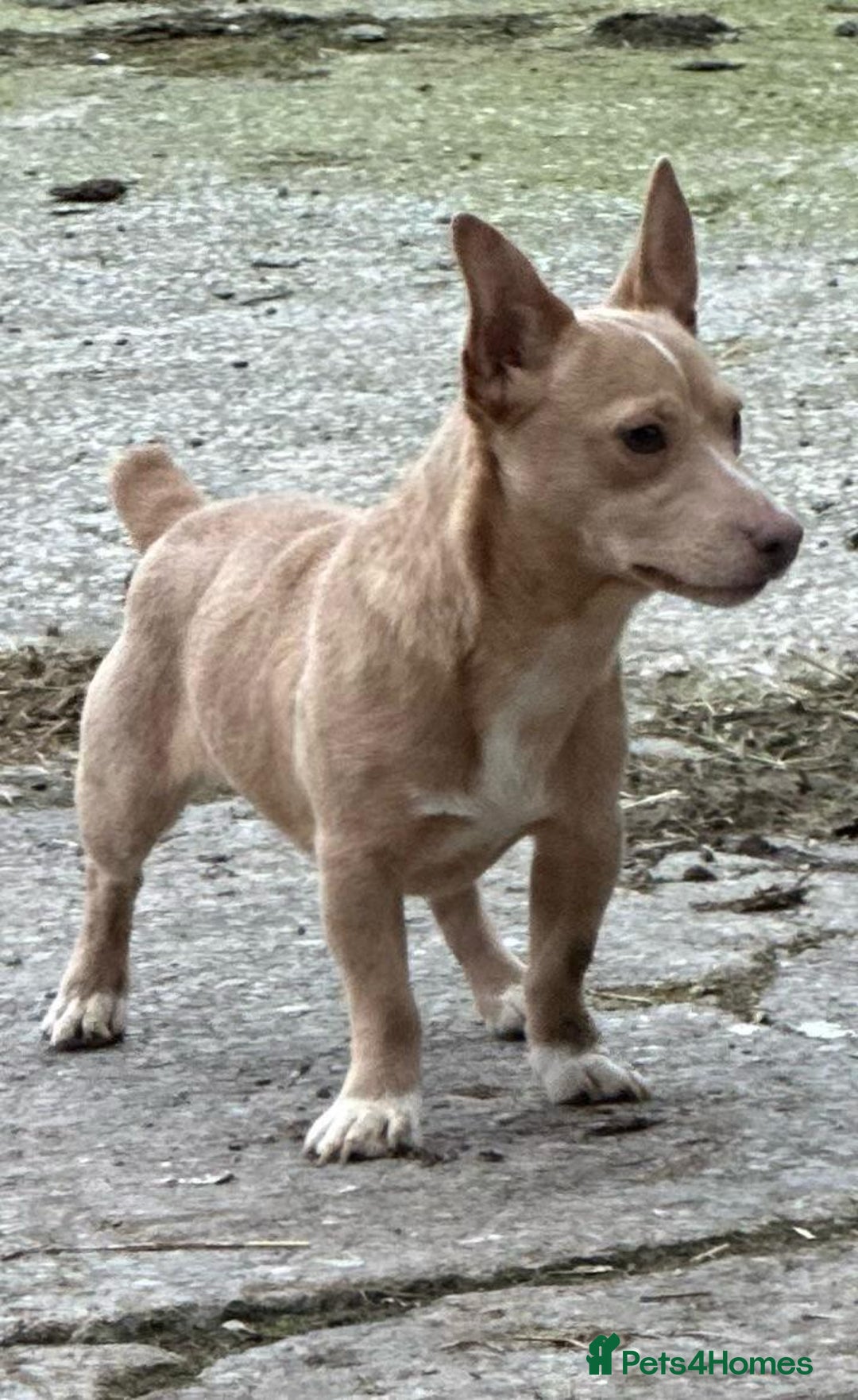 Jack Russell dogs for sale: Jack Russell puppies miniature - Advert 4