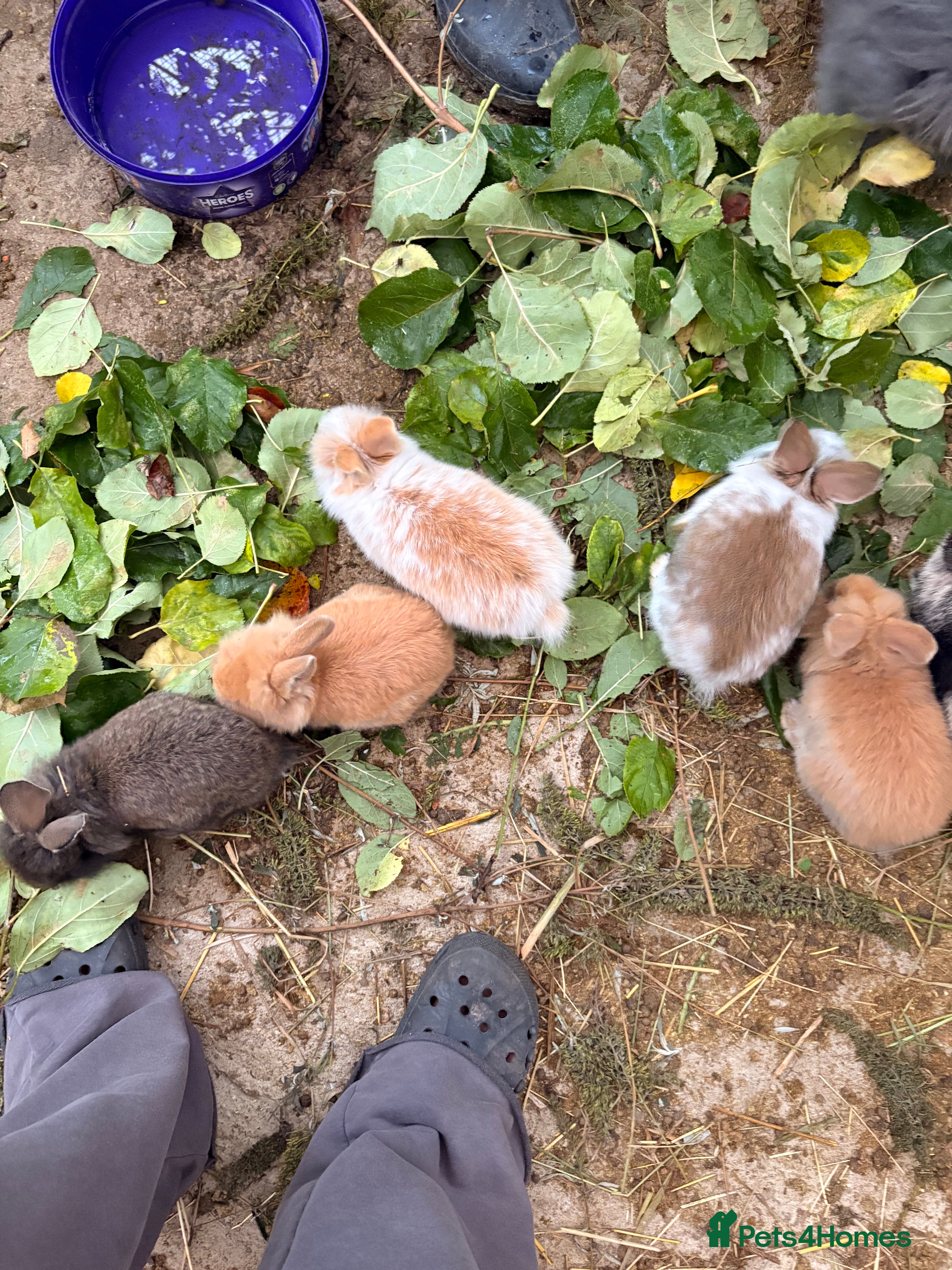 Lionhead rabbits Rabbits for sale  - Advert 10