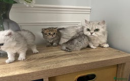 Persian cats for sale: Silver chinchilla Persian kittens  - Image 4