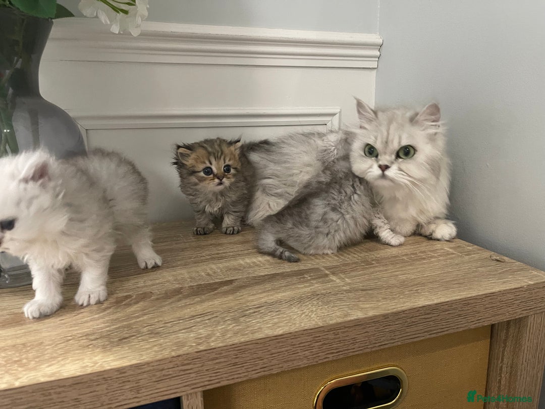 Persian cats for sale: Silver chinchilla Persian kittens  - Image 4