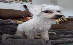 Bichon Frise dogs for sale: Beautiful Female Bichon Frise – Looking for a home - Advert 3