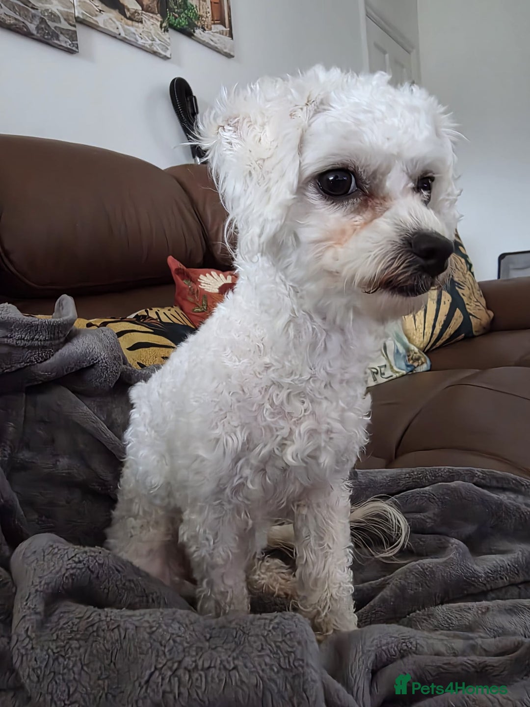 Bichon Frise dogs for sale: Beautiful Female Bichon Frise – Looking for a home - Advert 3