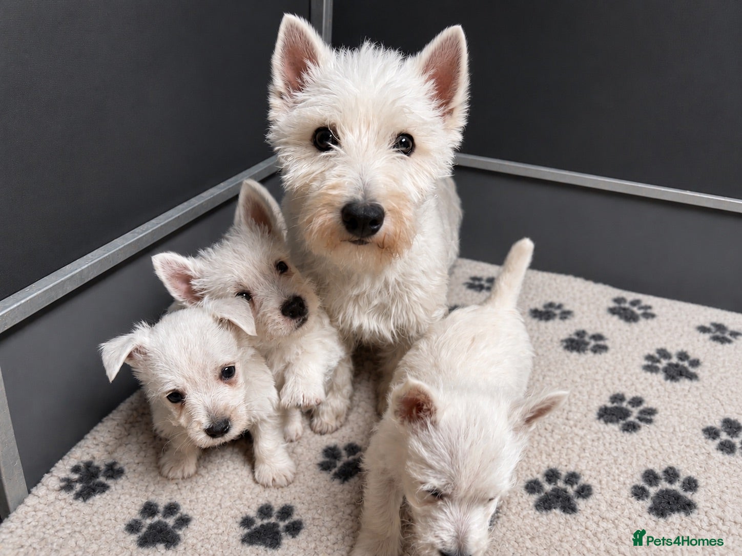 West Highland Terrier dogs Gorgeous West Highland Terrier Puppies - Advert 1