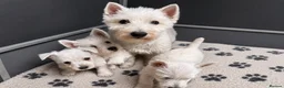 West Highland Terrier dogs for sale: Gorgeous West Highland Terrier Puppies in Llandeilo - Advert 1