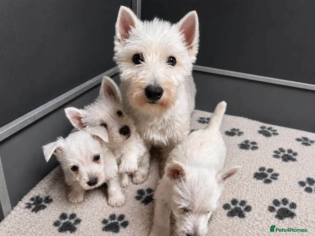 West Highland Terrier dogs for sale: Gorgeous West Highland Terrier Puppies in Llandeilo - Advert 1