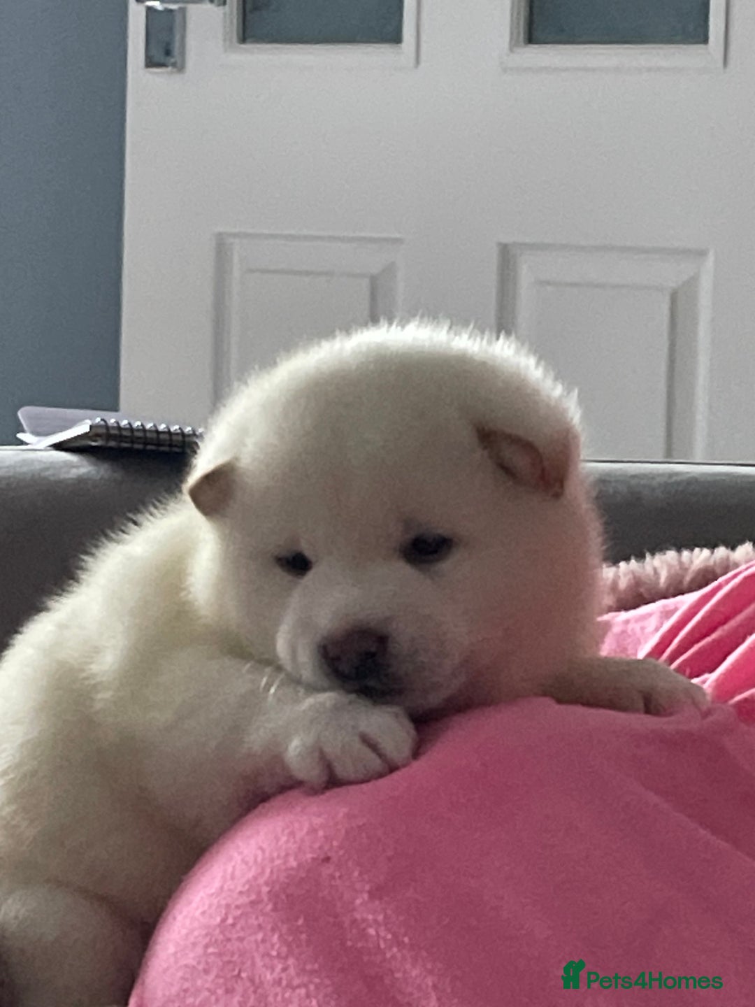 Japanese Shiba Inu dogs for stud: Health tested, KC Registered, Proven Stud - Image 13