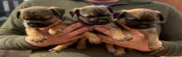 Border Terrier dogs for sale: Quality Border Terrier Puppies - Advert 9