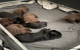 Cockerdor dogs for sale: Beautiful Cockerador Puppies  - Image 10