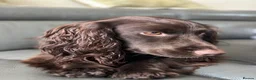 Cocker Spaniel dogs for sale: KC Registered Cocker Spaniels– 🔥READY NOW🔥 - Advert 10