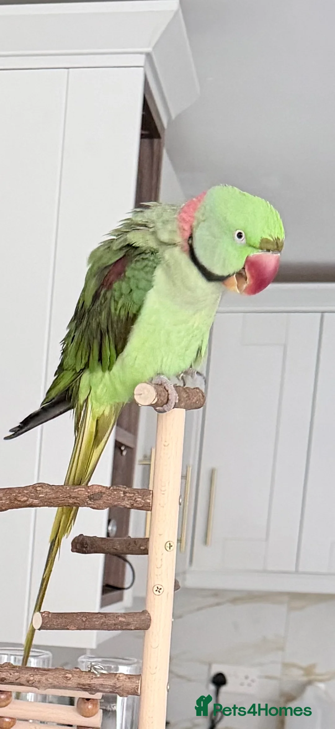 Parrots birds for sale: Tame Male Alexandrine Parrot 3 years old - Advert 2