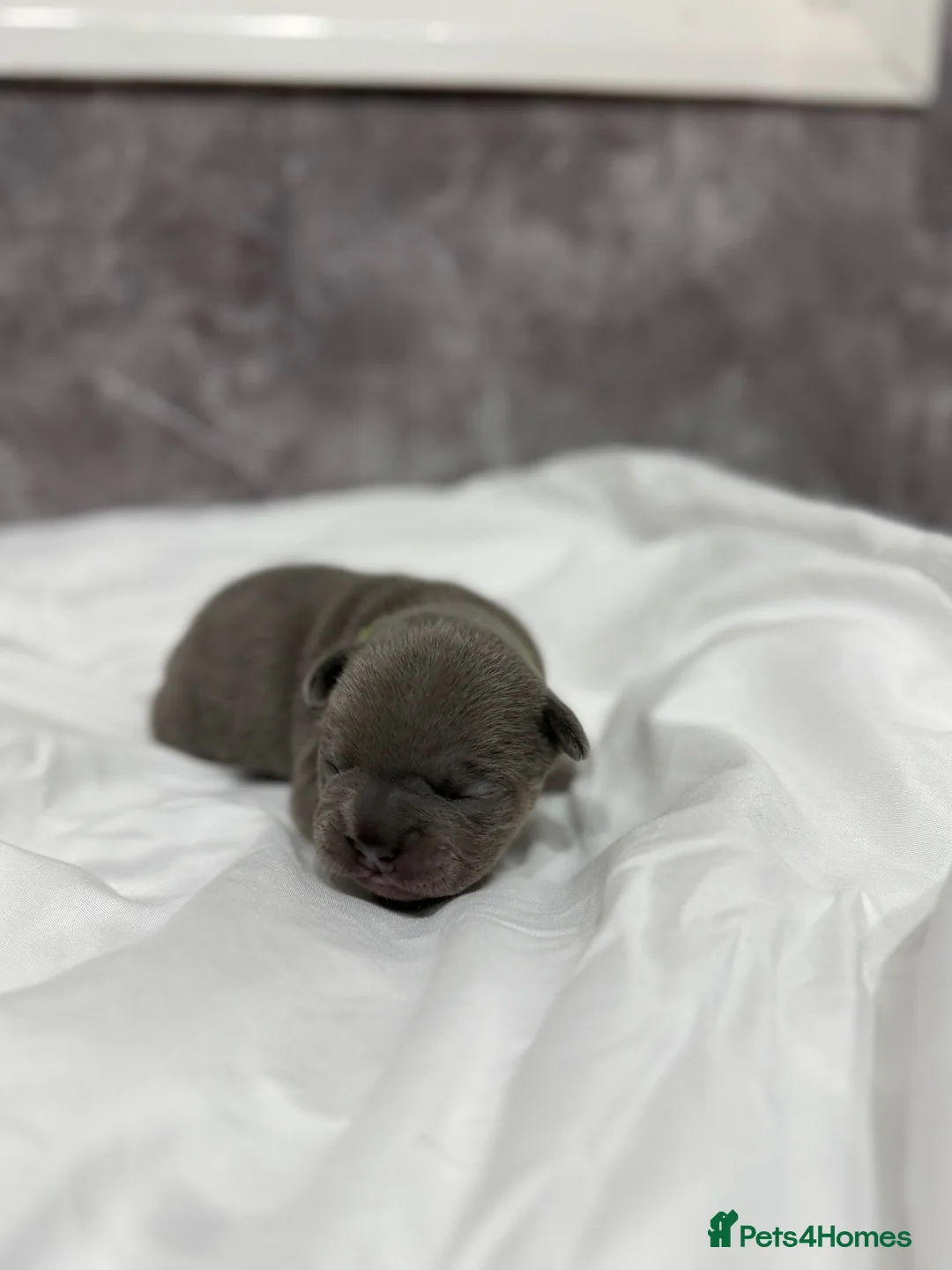 French Bulldog dogs for sale:  Rope /fluffly/merle french bulldogs - Advert 2