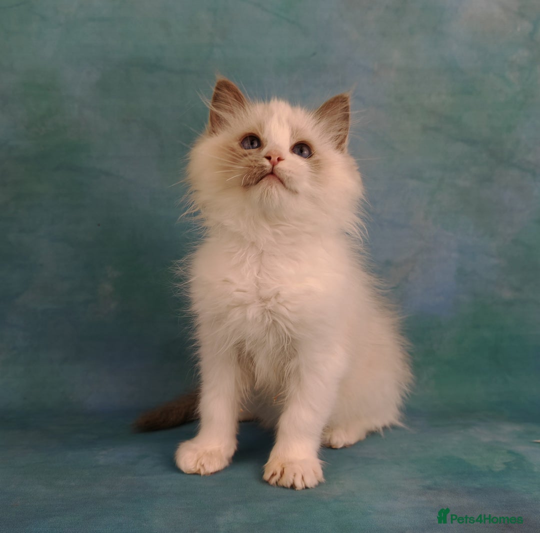 Ragdoll cats for sale: ❤️BEST KITTENS RAGDOLL❤️ CHAMPION REGIONAL WINNER  - Advert 21
