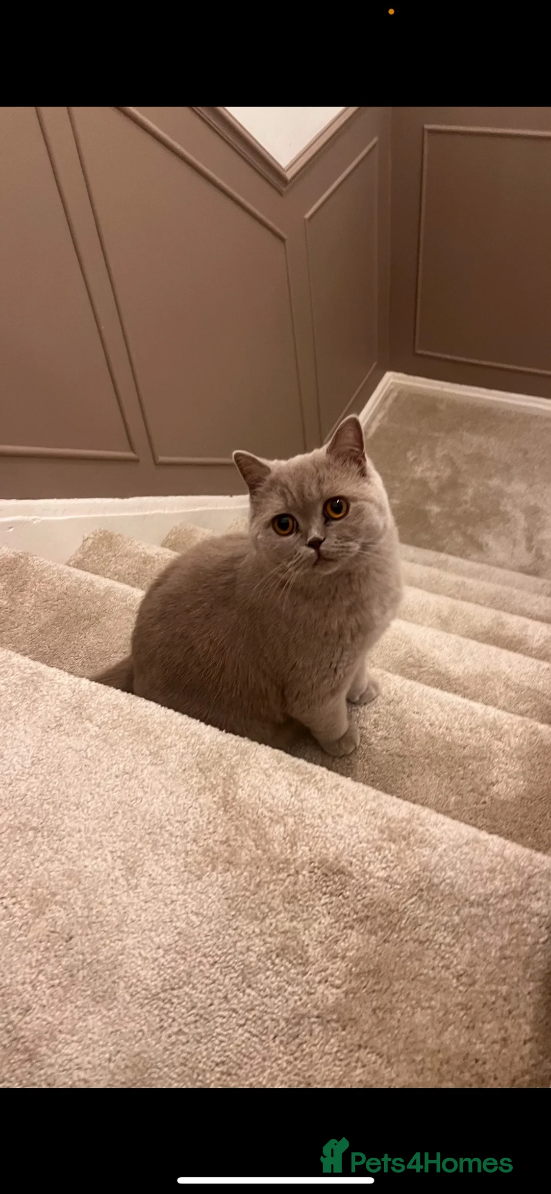 British Shorthair cats for sale: TWO BRITISH SHORTHAIRS - Advert 7