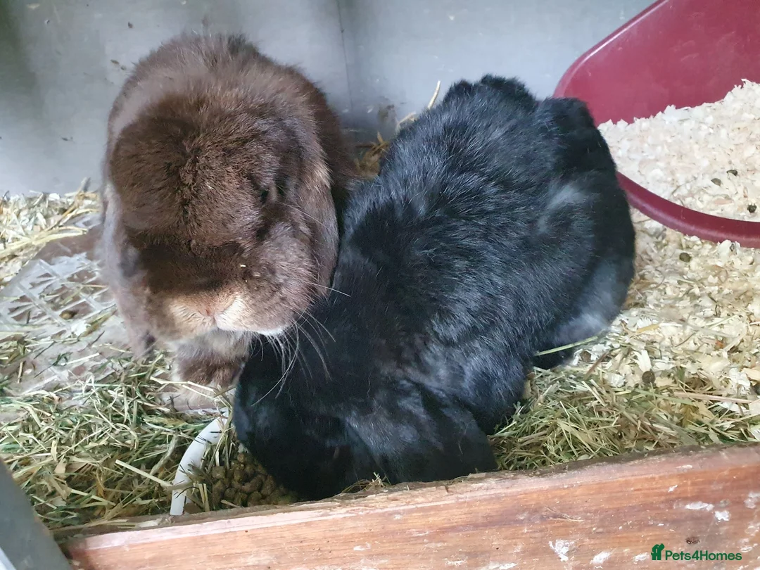 Mini Lop rabbits for sale: Spayed/neutered rabbits for adoption Vac rhd2 - Advert 2