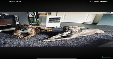 Mixed Breed dogs - Advert 14