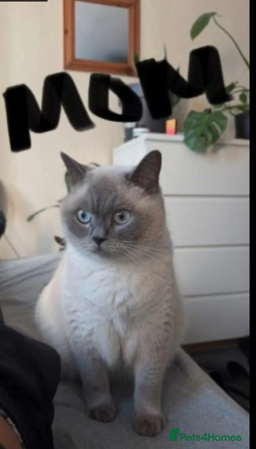 British Shorthair cats for sale: Beautiful British Shorthair kittens  in Edgware - Advert 1