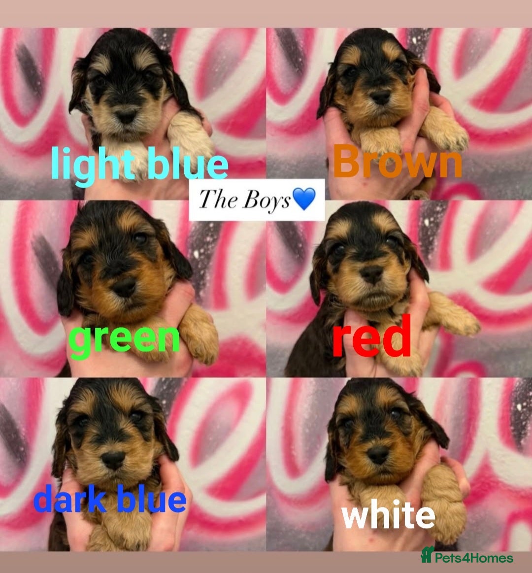 Cockapoo dogs for sale: *STUNNING F1 COCKAPOO PUPPIES* - Advert 1