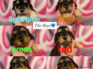 Cockapoo dogs *STUNNING F1 COCKAPOO PUPPIES* - Advert 1