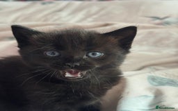 Mixed Breed cats for sale: Cat and kittens - Image 4