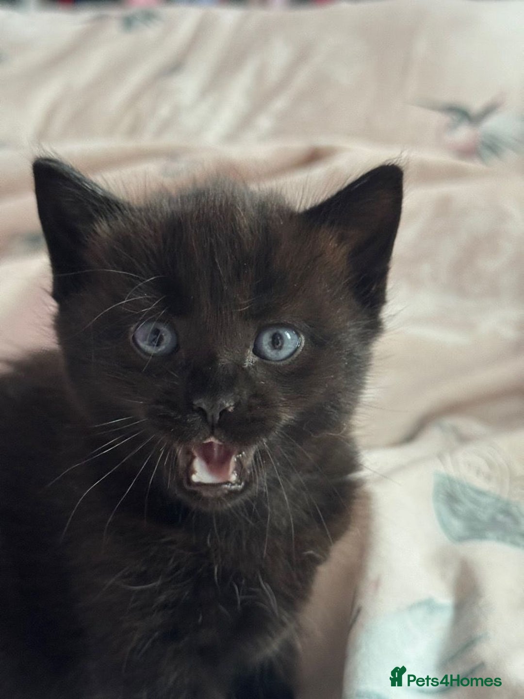 Mixed Breed cats for sale: Cat and kittens - Image 4