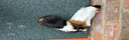 Guinea Pig rodents for sale: 2x Female Guinea Pigs  - Advert 5