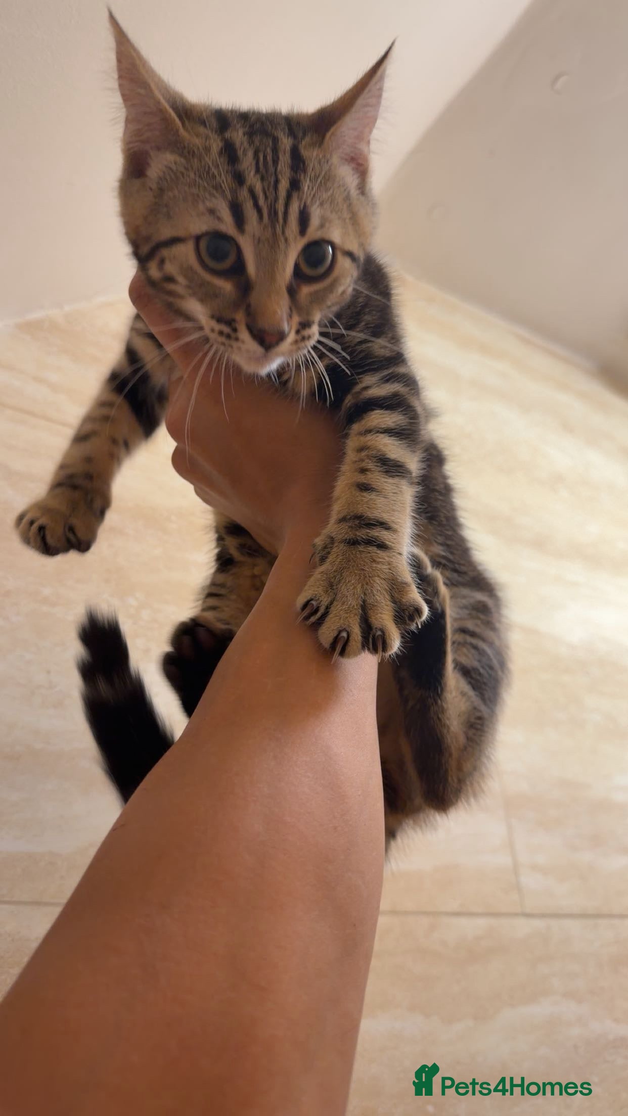 Mixed Breed cats for sale: BENGAL MIX KITTENS 4 SALE SOUTH LONDON - Advert 11