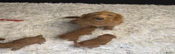 Labradoodle dogs for sale: F1B Miniature Labradoodles.  - Advert 7