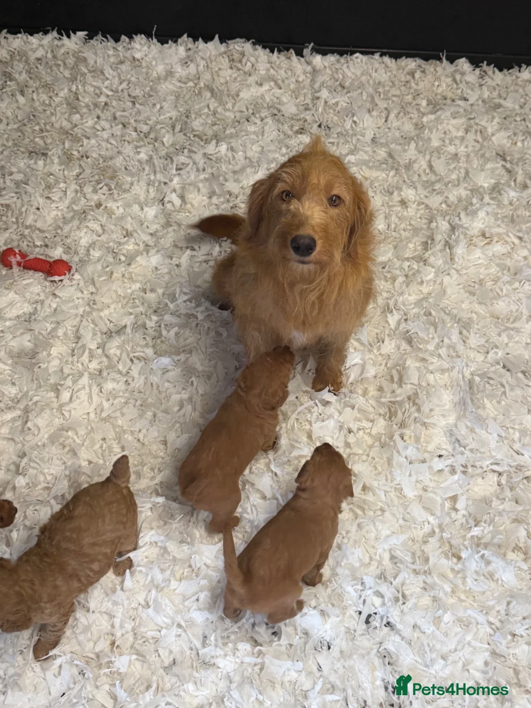 Labradoodle dogs for sale: F1B Miniature Labradoodles.  - Advert 7