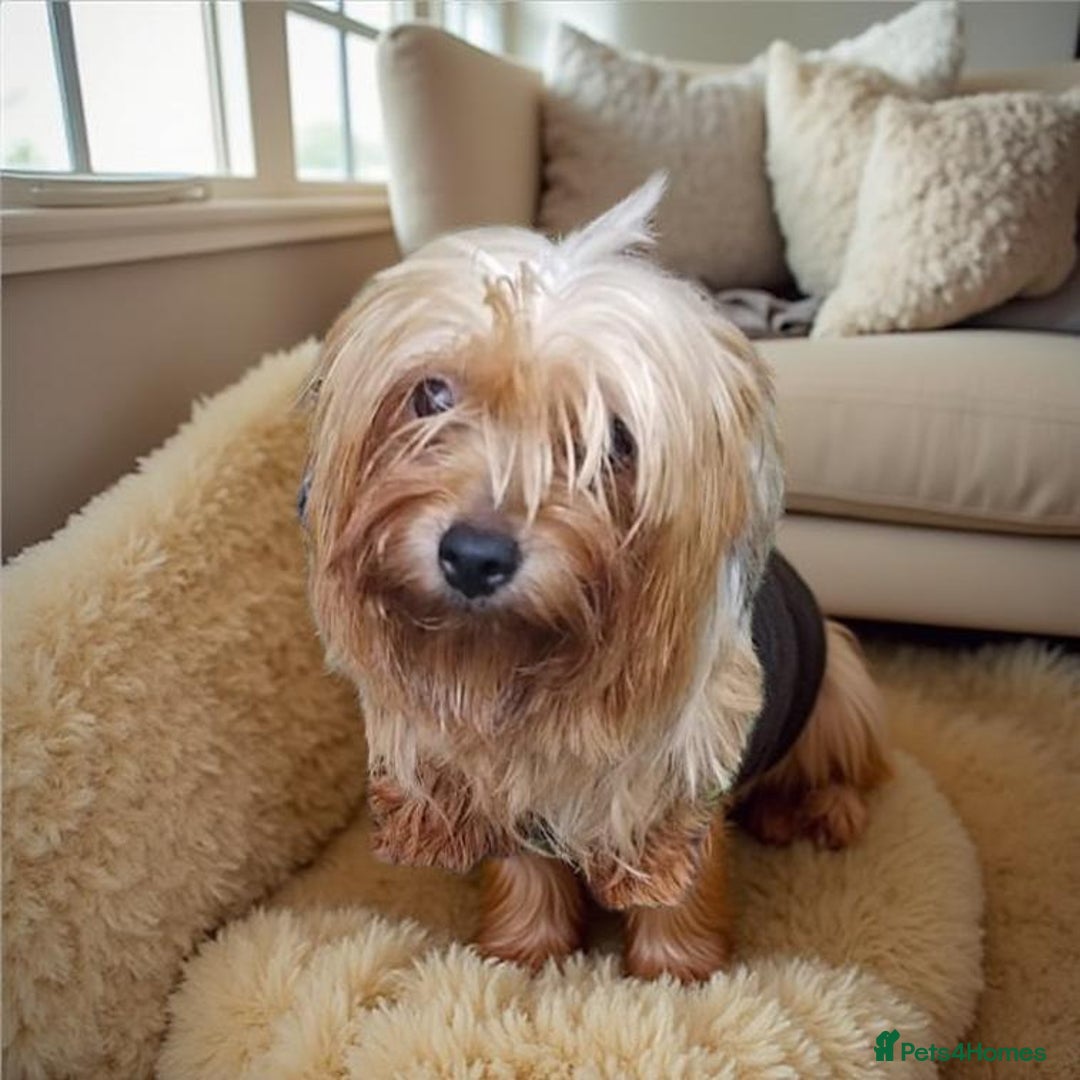 Yorkshire Terrier dogs for sale: Yorkshire puppies, 9 week cold  **  size. Two li - Advert 12